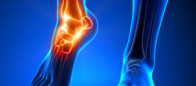 Musculoskeletal Ultrasound – Ankle